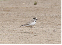 흰목물떼새 성조 <환경부 제공>